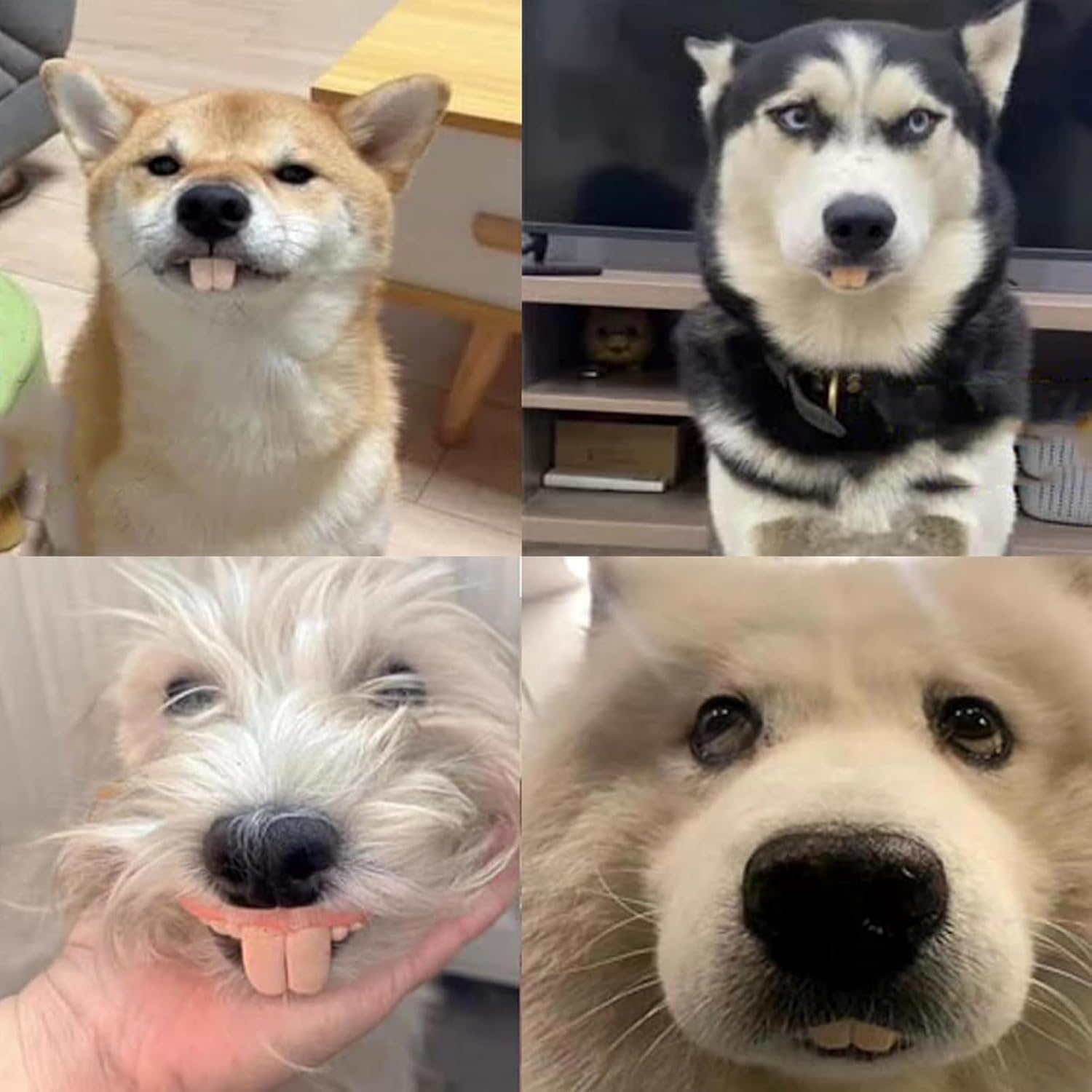 Funny Dog Teeth