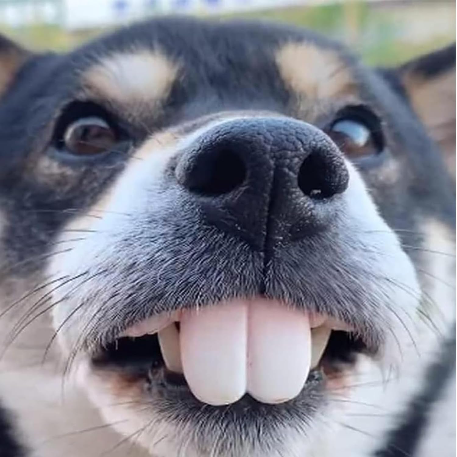 Funny Dog Teeth