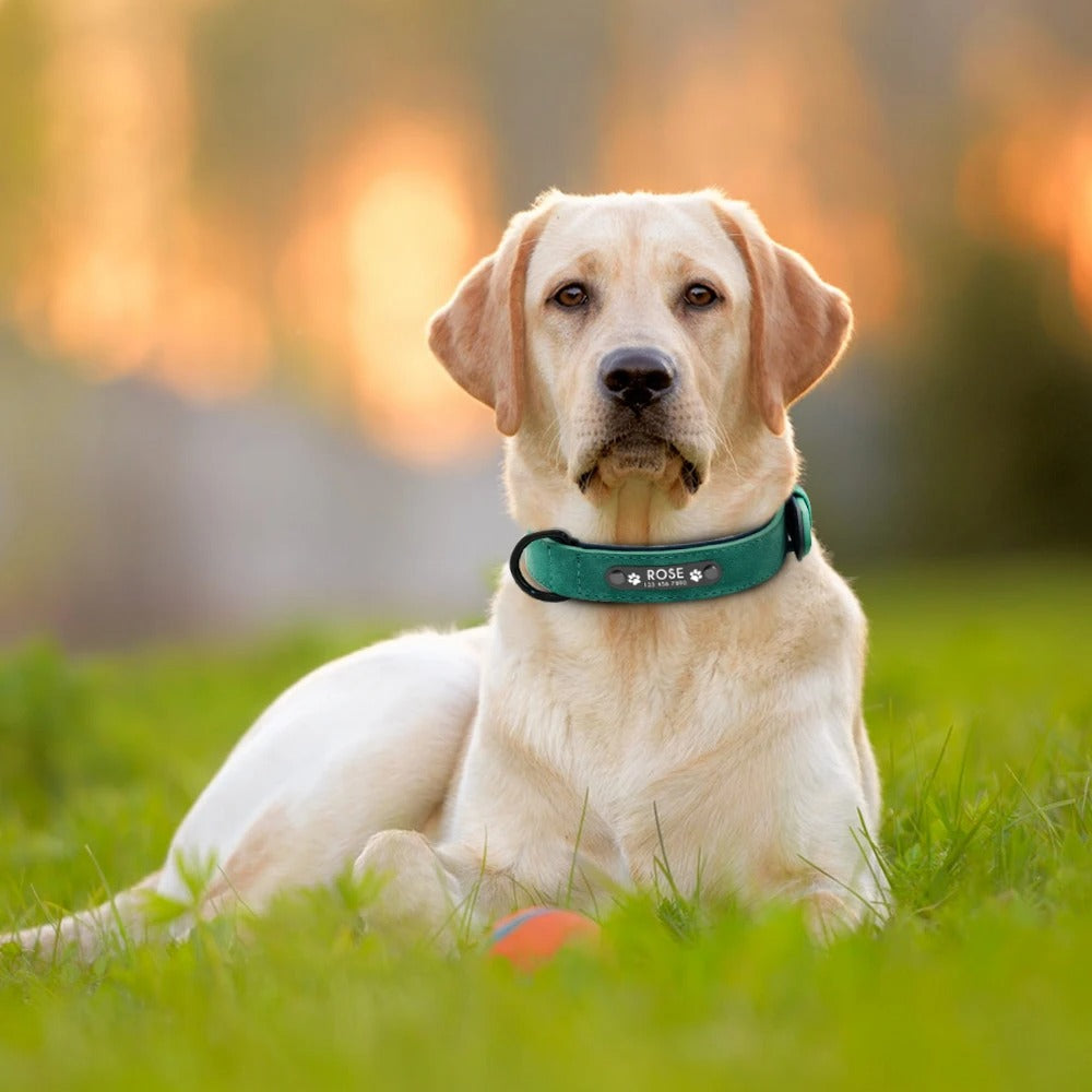 Custom Dog Collar Tag