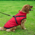Waterproof Winter Jacket + Harness